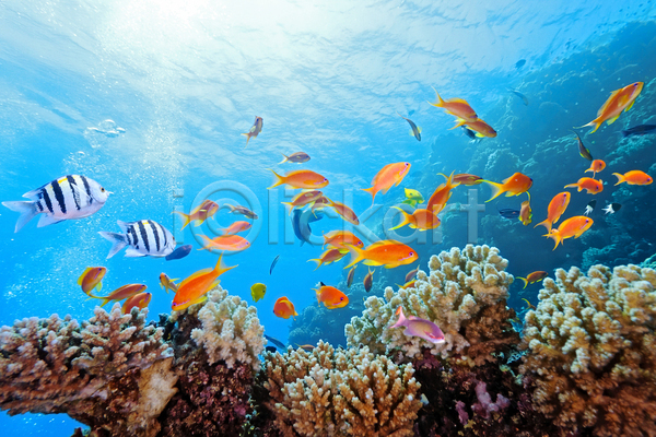 사람없음 JPG 포토 해외이미지 동물 동물상 물 반사 산호 소금물 수중 식물 암초 야생동물 어류 자연 투명 표면 해외202004