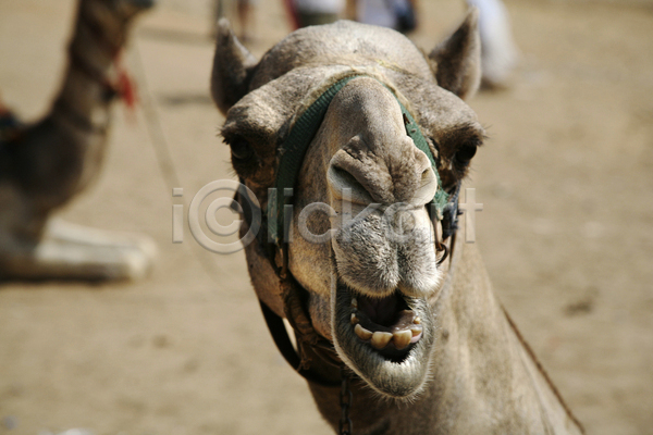 사람없음 JPG 포토 해외이미지 낙타 동물 미소(표정) 사막 아프리카 여행 여행객 오아시스 이집트 자연 치아 카라반 카이로 피라미드 해외202004 혀 휴가