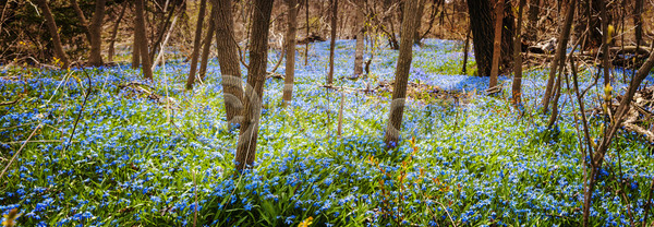 성장 사람없음 JPG 포토 해외이미지 4월 개화 꽃 꽃무늬 나무 내추럴 들꽃 많음 맑음 밭 봄 삼림지대 속도 숲 스노드롭 시골 식물 야외 영원 잎 자연 초록색 카펫 캐나다 파노라마 파란색 풍경 해외202004 해외포토 햇빛 황무지