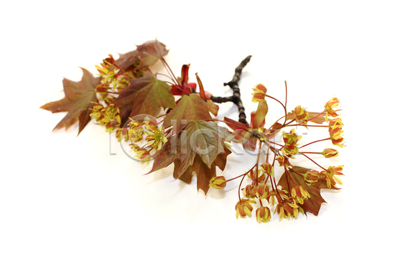사람없음 JPG 포토 해외이미지 4월 계절 꽃 나무 나뭇가지 단풍 봄 빨간색 식물 잎 자연 장식 해외202004