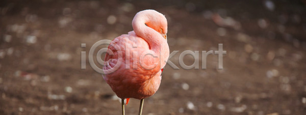 떨어짐 사람없음 JPG 옆모습 포토 해외이미지 1 검은색 고립 깃털 날개 내추럴 동물 동물상 동물원 머리 목 물 백그라운드 부리 분홍색 빨간색 서기 아프리카 야생동물 야외 오렌지 이국적 자르기 자연 조류 초록색 플라밍고 해외202004 해외포토 흰색