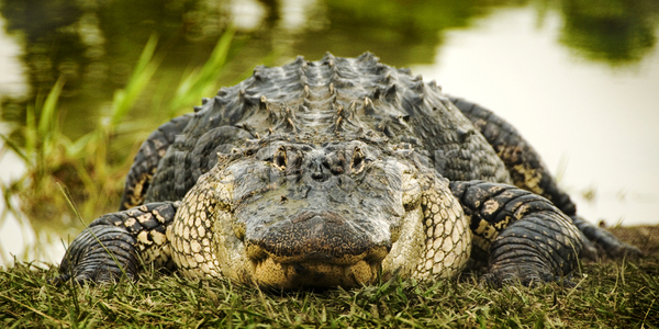 사람없음 JPG 포토 해외이미지 나무 대가리 동물 물 반사 발톱 봄 악어 야생동물 연못 저울 초록색 치아 큼 파충류 플로리다 해외202004 해외포토