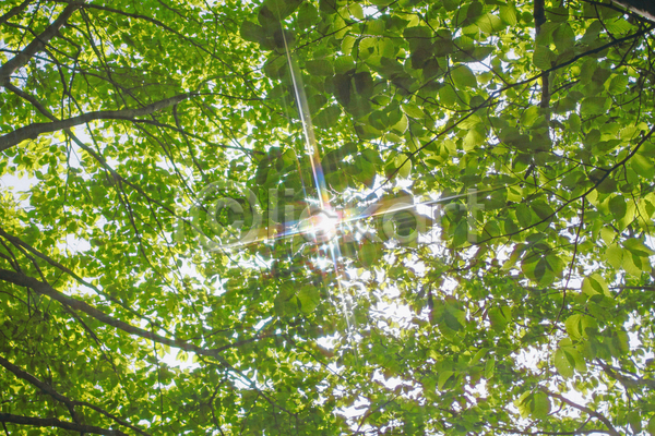 성장 신선 사람없음 JPG 포토 해외이미지 나무 백그라운드 숲 야외 잎 자연 초록색 태양 해외202004 햇빛