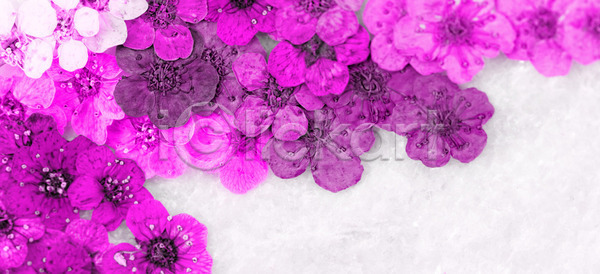 건조 사람없음 JPG 포토 해외이미지 계절 꽃 꽃무늬 꽃잎 내추럴 디자인 묘사 백그라운드 벚꽃 보라색 봄 분홍색 식물 유기농 자연 자주색 장식 정원 질감 추상 패턴 해외202004 해외포토 흰색