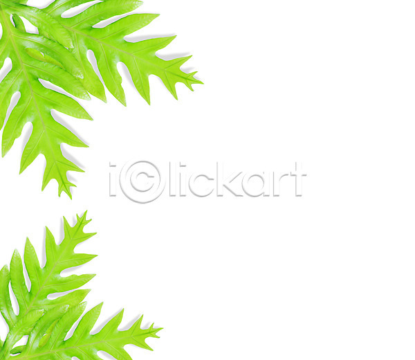 성장 신선 사람없음 JPG 포토 해외이미지 고립 나뭇가지 내추럴 모양 백그라운드 봄 생태학 식물 양치류 열대우림 잎 자연 장식 정원 초록색 패턴 해외202004 환경 흰색