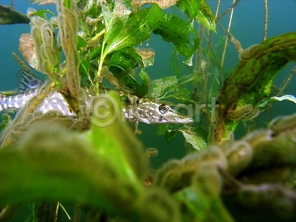 사람없음 JPG 포토 해외이미지 동물 동물상 물 민물 수중 스노클링 식물 야생동물 어류 잎 자연 초록색 해외202004 호수