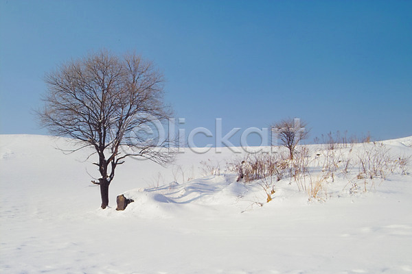 사람없음 JPG 포토 겨울 계절 나무 눈(날씨) 백그라운드 사계절 설경 식물 야외 자연 자연현상 주간 초원(자연) 풍경(경치)