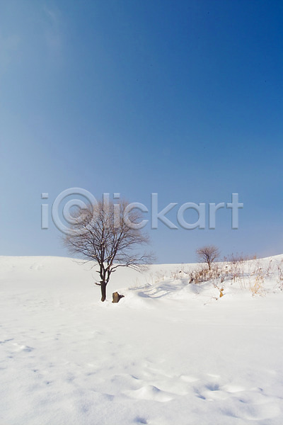 사람없음 JPG 포토 겨울 계절 나무 눈(날씨) 백그라운드 사계절 설경 식물 야외 자연 자연현상 주간 초원(자연) 풍경(경치)