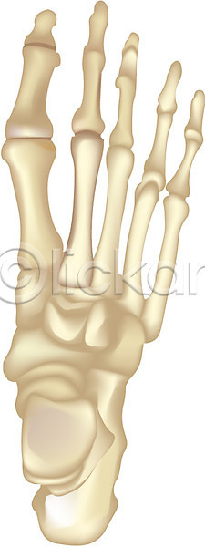 사람 사람없음 EPS 아이콘 관절 관절뼈 근골격기관 발 발가락 발가락뼈 뼈 신체 장기(의학)