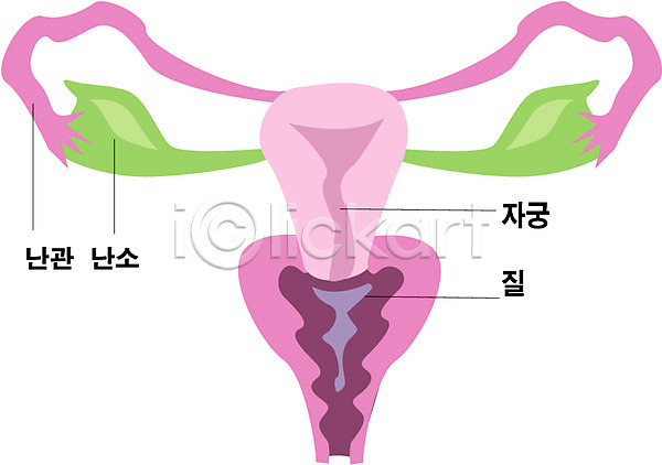 사람 사람없음 EPS 일러스트 내장 생식기관 신체 자궁 장기(의학) 클립아트 해부