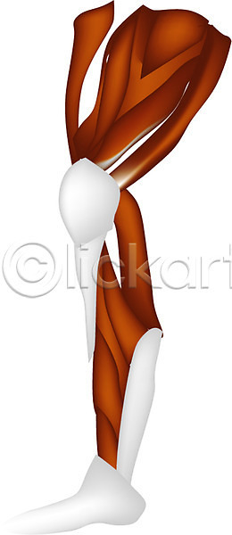 사람 사람없음 EPS 일러스트 근골격기관 근육 다리(신체부위) 발 뼈 신체 의학 장기(의학) 치료 클립아트 해부
