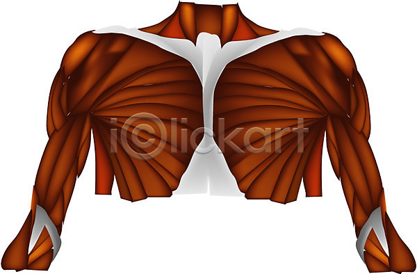 사람 사람없음 EPS 일러스트 가슴 근골격기관 근육 상반신 신체 어깨 의학 장기(의학) 치료 클립아트 해부
