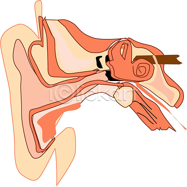사람 사람없음 신체부위 EPS 일러스트 귀 달팽이관 신체 의학 장기(의학) 치료 클립아트 해부