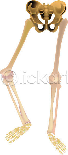 사람 사람없음 EPS 일러스트 골반뼈 근골격기관 다리(신체부위) 뼈 신체 의학 장기(의학) 치료 클립아트 해부