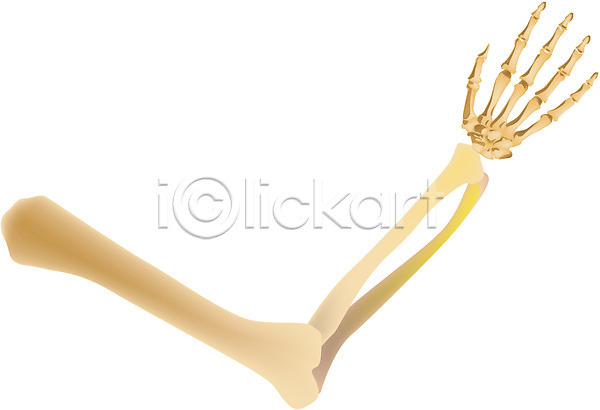 사람 사람없음 EPS 일러스트 근골격기관 뼈 손 신체 의학 장기(의학) 치료 클립아트 팔 해부