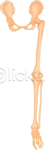 사람 사람없음 EPS 일러스트 근골격기관 다리(신체부위) 발 뼈 신체 의학 장기(의학) 치료 클립아트 해부