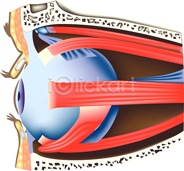 사람없음 EPS 일러스트 감각기관 눈(신체부위) 신체 안과 의학 장기(의학) 치료 클립아트 해부