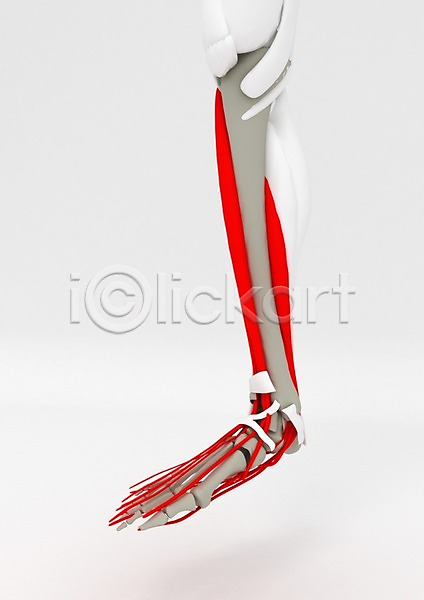 사람없음 신체부위 3D PSD 편집이미지 3D소스 관절 그래픽 근육 다리(신체부위) 발 백그라운드 뼈 신체 의학 인체모형 치료 컴퓨터그래픽 편집소스 혈관