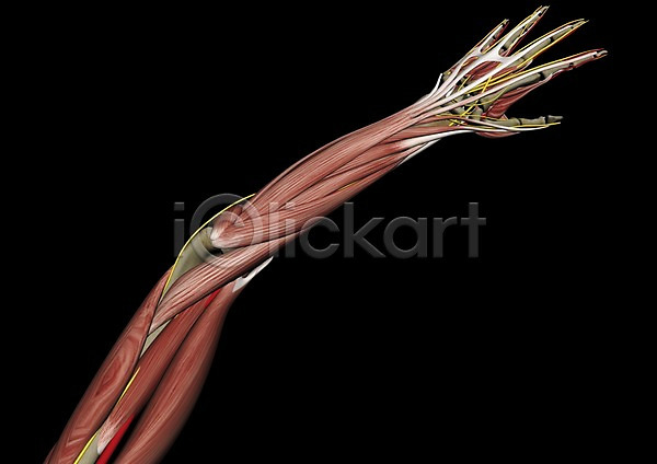 사람없음 신체부위 3D PSD 편집이미지 3D소스 그래픽 근육 백그라운드 뼈 손 신체 의학 인체모형 장기(의학) 치료 컴퓨터그래픽 팔 편집소스 해부