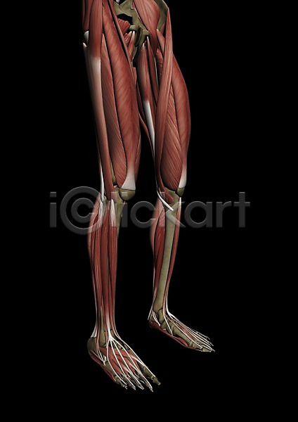 사람없음 신체부위 3D PSD 편집이미지 3D소스 그래픽 근육 다리(신체부위) 발 백그라운드 뼈 신체 의학 인체모형 장기(의학) 치료 컴퓨터그래픽 편집소스 해부