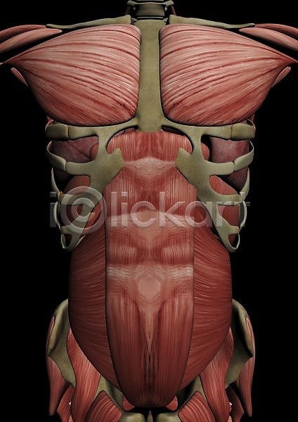 사람없음 신체부위 3D PSD 편집이미지 3D소스 가슴 그래픽 근육 배(신체부위) 백그라운드 뼈 신체 의학 인체모형 장기(의학) 치료 컴퓨터그래픽 편집소스 해부