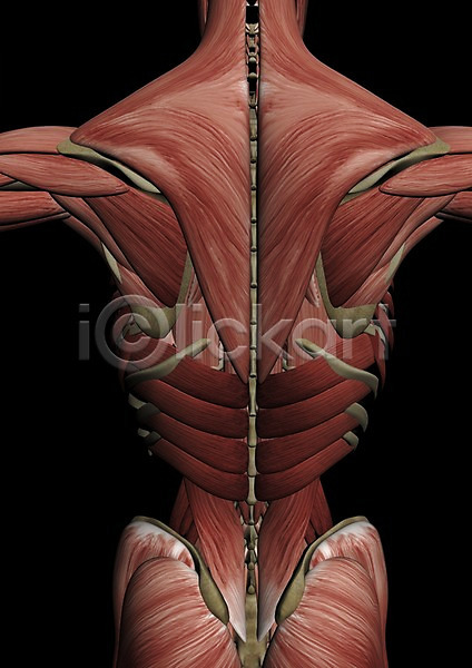 사람없음 신체부위 3D PSD 편집이미지 3D소스 그래픽 근육 등(신체부위) 백그라운드 뼈 신체 의학 인체모형 장기(의학) 치료 컴퓨터그래픽 편집소스 해부