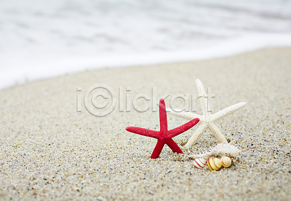 사람없음 JPG 아웃포커스 포토 계절 모래 모래사장 바다 백그라운드 불가사리 소라 야외 여름(계절) 여름풍경 주간 파도 풍경(경치) 해변