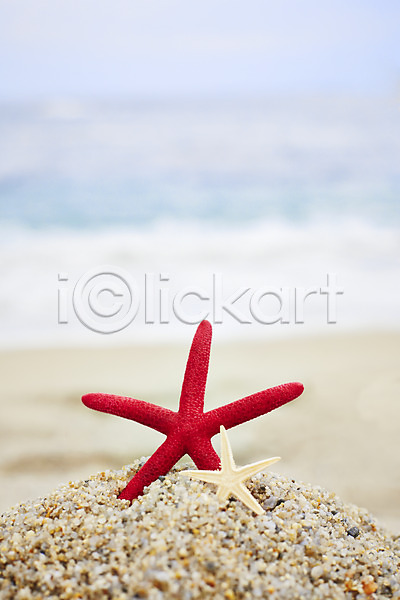 사람없음 JPG 아웃포커스 포토 계절 모래 모래사장 바다 불가사리 야외 여름(계절) 여름풍경 주간 풍경(경치) 해변