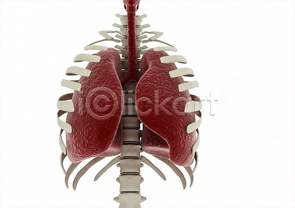 사람없음 신체부위 3D PSD 편집이미지 3D소스 그래픽 백그라운드 뼈 신체 의학 장기(의학) 척추 치료 컴퓨터그래픽 편집소스 해부 허파 호흡기관