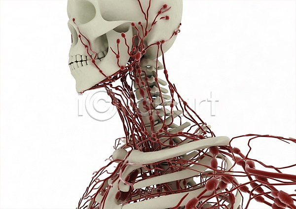사람없음 신체부위 3D PSD 편집이미지 3D소스 그래픽 머리 백그라운드 뼈 순환기관 신체 의학 장기(의학) 치료 컴퓨터그래픽 편집소스 피 해골 해부 혈관 혈액