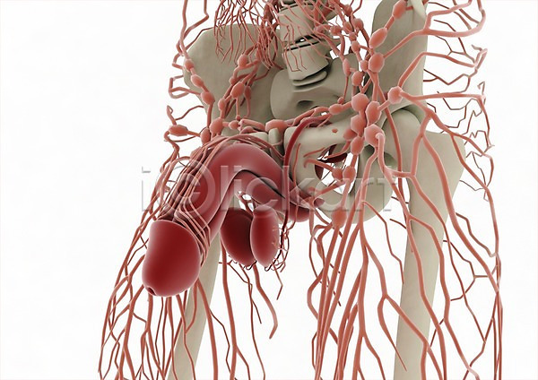 남자 남자만 신체부위 3D PSD 편집이미지 3D소스 그래픽 백그라운드 뼈 생식기관 순환기관 신체 의학 장기(의학) 치료 컴퓨터그래픽 편집소스 해부 혈관