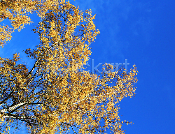 사람없음 JPG 포토 해외이미지 가을(계절) 나무 노란색 백그라운드 잎 파란색 하늘 해외202004