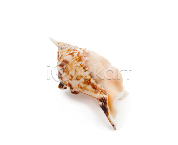 사람없음 JPG 포토 해외이미지 1 고립 기념품 껍질 모양 바다 백그라운드 스파 싱글 야생동물 오브젝트 자르기 자연 장식 조개 파란색 해외202004 흰색