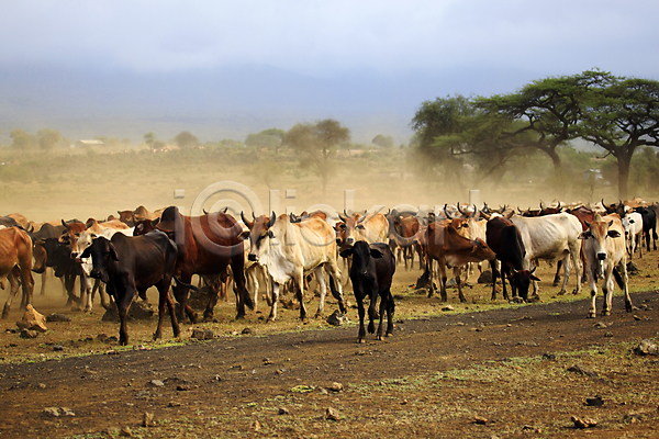 가난 사람없음 JPG 포토 해외이미지 나무 동물 많음 먼지 무리 방목 빨간색 세계 소 아프리카 케냐 해외202004 황소자리