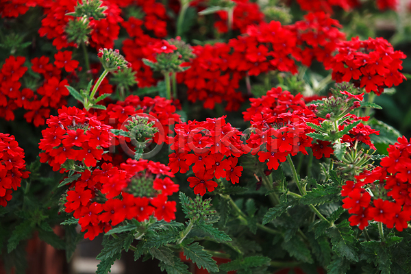 사람없음 JPG 아웃포커스 포토 해외이미지 가로 꽃 꽃무늬 빨간색 세련 식물 야외 온실 잎 자연 제라늄 컬러풀 패턴 해외202004 화단