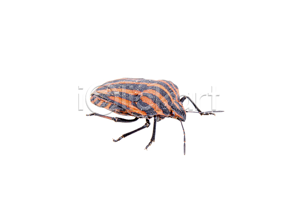 사람없음 JPG 포토 해외이미지 1 검은색 고립 곤충 닫기 동물 묘사 방패 백그라운드 벌레 빨간색 싱글 자연 작음 줄무늬 해외202004 흰색