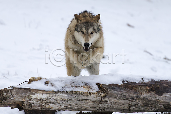 사람없음 JPG 포토 해외이미지 나무 눈(날씨) 늑대 야생동물 야외 주간 한마리 해외202004