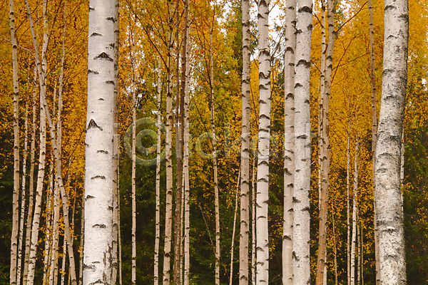 사람없음 JPG 포토 해외이미지 10월 9월 가을(계절) 공원 국립공원 나무 내추럴 목재 숲 시골 야외 잎 자연 자작나무 컬러풀 해외202004 황무지 흰색