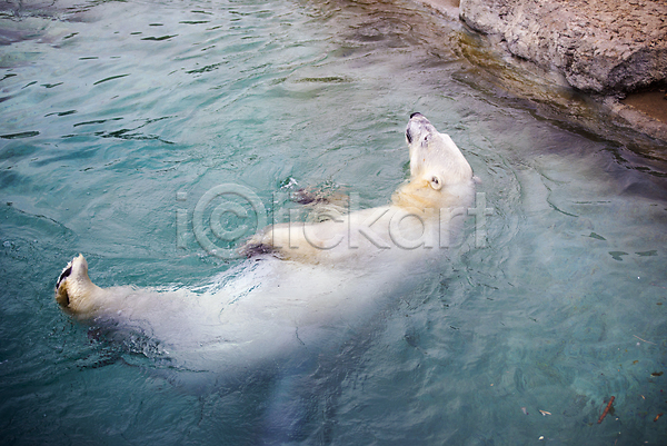 사람없음 성인 JPG 포토 해외이미지 곰 놀이 동물 동물원 물 북극 수영 야외 자연 잔물결 포유류 해외202004 흰색