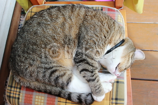 휴식 사람없음 JPG 포토 해외이미지 고양이 마을 발 여름(계절) 해외202004