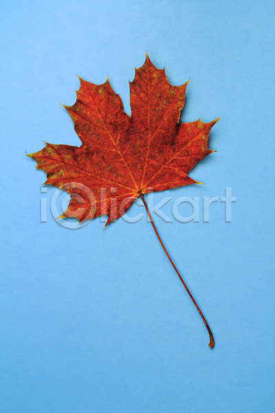 떨어짐 부드러움 사람없음 JPG 포토 해외이미지 가을(계절) 갈색 나무 내추럴 백그라운드 빨간색 선물 오렌지 잎 자연 줄기 초록색 파란색 하늘 해외202004