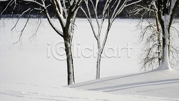 추위 사람없음 JPG 포토 해외이미지 가을(계절) 겨울 공원 나무 냉동 눈내림 사무실 숲 얼음 잎 자연 풍경(경치) 해외202004
