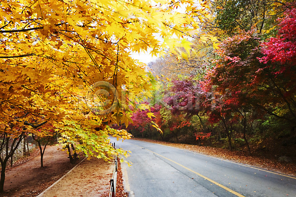 사람없음 JPG 포토 가을(계절) 가을풍경 계절 길 나무 나뭇잎 내장산 노란색 단풍 단풍나무 도로 백그라운드 빨간색 식물 야외 울타리 잎 자연 전라도 전라북도 주간 차선(도로) 컬러 풍경(경치)