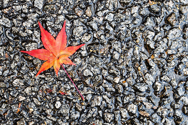 사람없음 JPG 포토 가을(계절) 가을풍경 계절 나무 나뭇잎 내장산 단풍 단풍나무 돌(바위) 바닥 배경화면 백그라운드 빨간색 식물 야외 잎 자연 전라도 전라북도 주간 컬러 풍경(경치)
