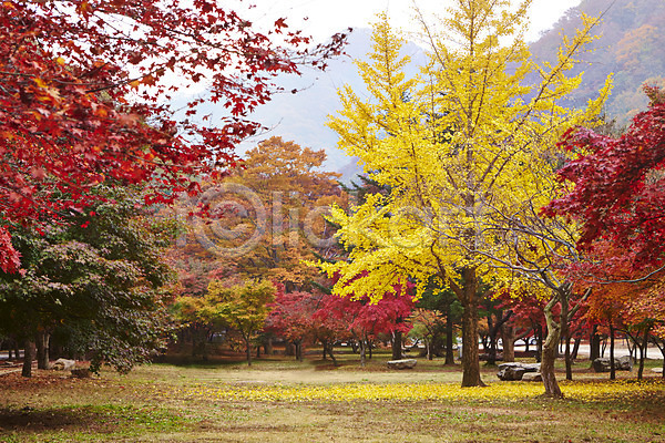 사람없음 JPG 포토 가을(계절) 가을풍경 계절 나무 나뭇잎 내장산 노란색 단풍 단풍나무 백그라운드 빨간색 숲 식물 야외 잎 자연 전라도 전라북도 주간 컬러 풍경(경치)
