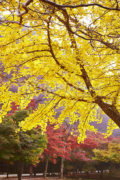 사람없음 JPG 포토 가을(계절) 가을풍경 계절 나무 나뭇잎 내장산 노란색 단풍 단풍나무 백그라운드 빨간색 숲 식물 야외 은행나무 잎 자연 전라도 전라북도 주간 컬러 풍경(경치)