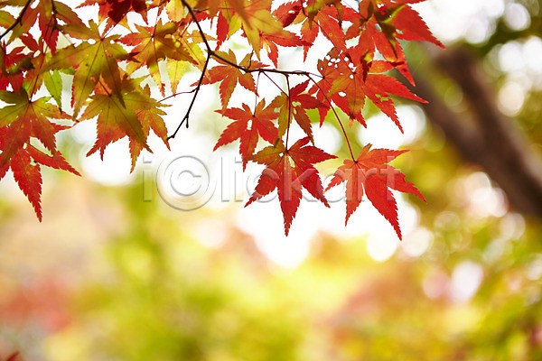 사람없음 JPG 근접촬영 아웃포커스 포토 가을(계절) 가을풍경 계절 나무 나뭇가지 나뭇잎 내장산 단풍 단풍나무 백그라운드 빨간색 식물 야외 잎 자연 전라도 전라북도 주간 컬러 풍경(경치)