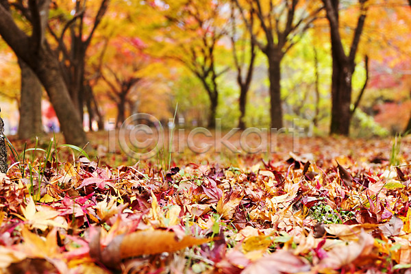 사람없음 JPG 근접촬영 아웃포커스 포토 가을(계절) 가을풍경 계절 나무 나뭇잎 낙엽 내장산 단풍 단풍나무 백그라운드 빨간색 식물 야외 잎 자연 전라도 전라북도 주간 컬러 풍경(경치)