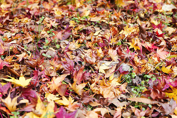 사람없음 JPG 아웃포커스 포토 가을(계절) 가을풍경 계절 나무 나뭇잎 낙엽 내장산 단풍 백그라운드 빨간색 식물 야외 잎 자연 전라도 전라북도 주간 컬러 풍경(경치)