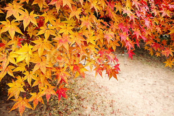 사람없음 JPG 아웃포커스 포토 가을(계절) 가을풍경 계절 나무 나뭇가지 나뭇잎 내장산 단풍 단풍나무 백그라운드 빨간색 식물 야외 잎 자연 전라도 전라북도 주간 컬러 풍경(경치)